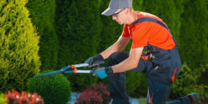 Importance of Professional Landscaping Services