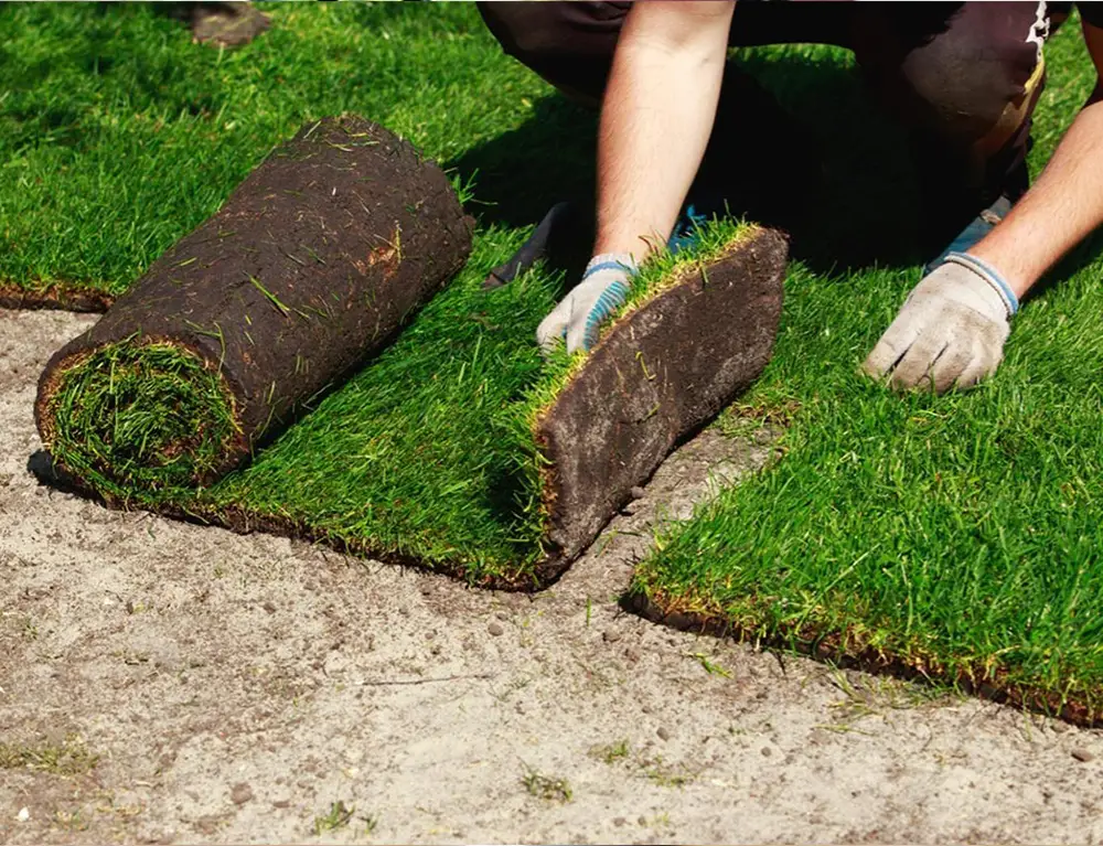 sod-installation